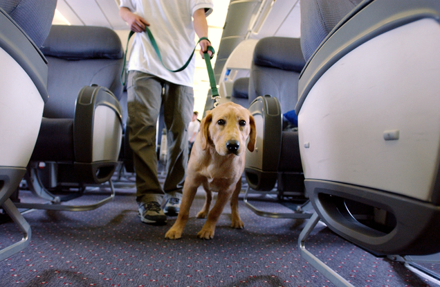 Illustration for article titled Where Your Emotional Support Animal Is Allowed to Sit on a Plane
